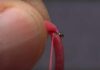 Video: How to Tie in Squirmy Material