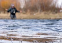 Pro Tips: How to Fish Southwest Montana’s Early-Season Midge Hatches