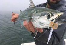 Wednesday Wake-Up Call: 05.10.23 – Orvis News