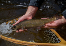 Libby Camps, Day One: Into the Woods