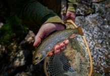 Libby Camps, Day Two: The Dream Stream
