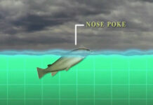 Video Pro Tip: Learning by Watching Trout Rises