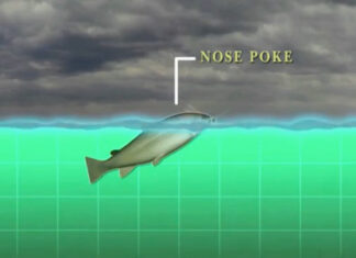 Video Pro Tip: Learning by Watching Trout Rises