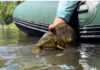 Pro Tips: Low-Water Tactics for Smallmouth Bass