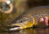 Top 5 Flies for Summer on Utah’s Duchesne River