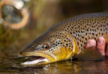 Top 5 Flies for Summer on Utah’s Duchesne River