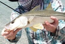 Pro Tips: 3 Flies for Beach Snook this Summer