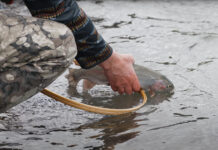 Video: Tips on Fishing Streamers from the Bank During Runoff