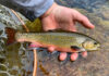Pro Tips: 6 Flies for Mountain Brook Trout in Early Summer