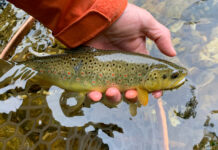 Story and Photos: Just What the Doctor Ordered