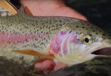 Pro Tips: Techniques and Gear for Backcountry Trout