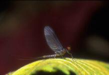 Pro Tips: My Three Favorite Hatches (and Great Patterns)