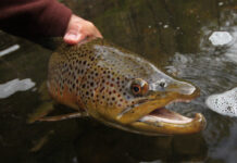 Classic Pro Tip: Keep Your Fly In the Water