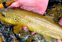3 Tips for Marble Trout on Slovenia’s Soča River