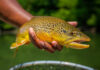 Action Alert: Help Protect the Trout of the South Holston River