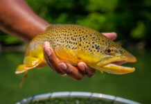 Action Alert: Help Protect the Trout of the South Holston River