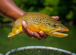 Action Alert: Help Protect the Trout of the South Holston River