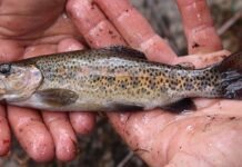 Wednesday Wake-Up Call: 08.23.23 – Orvis News