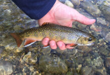 Phil’s Top 10 Dry Flies for Mountain Streams