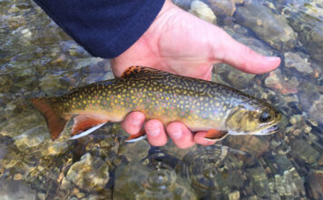 Phil’s Top 10 Dry Flies for Mountain Streams
