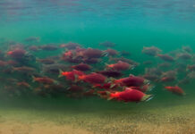 Wednesday Wake-Up Call: 08.02.23 – Orvis News