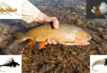 Video: 10+ Proven Hopper-Dropper Rigs