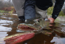 Classic Pro Tips: Smallmouths as a Gateway to Muskies, Part I