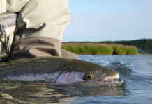 Classic Story: Patience Pays Off in Alaska