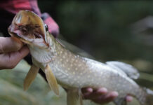 Video: Chasing Pike with Mouse Flies