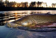 Pro Tips: How to Effectively Find and Catch Rising Trout in Tail-outs