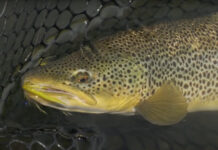 Video Pro Tips: What to Do When the Bite Turns Off