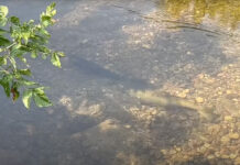 Video: 5 Ways the Be a Good Steward of Your Fishery