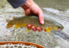 Photos & Story: A Time-Sensitive Brown Trout