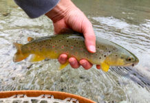 Photos & Story: A Time-Sensitive Brown Trout