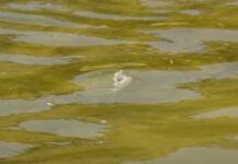 Video: When and Why to Fish Two Dry Flies at the Same Time