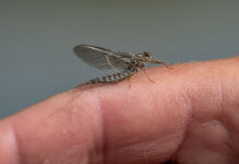 Wednesday Wake-Up Call: 11.08.23 – Orvis News