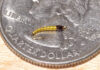 Video: How to Tie a Simple Midge Larva