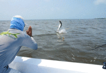 Video: Amazing Tarpon and Permit in Belize
