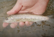 Video: A (Literally) Epic Quest for an Incredibly Rare Trout