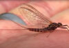 Video: The Mayfly Life Cycle for Dummies