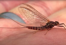 Video: The Mayfly Life Cycle for Dummies