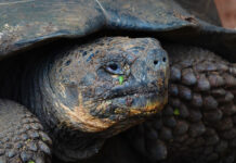 The Trip: Around the World in 5 Months