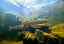 Saving Maine’s Atlantic Salmon, One Watershed at a Time