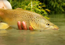 Classic Video: The “Value of Engagement” with a Beautiful Trout