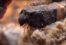 Video: How to Tie a Cased Caddis Larva