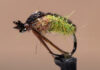 Video: How to Tie the Grannom Caddis Pupa