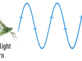 Pro Tips: How to Match the Hatch by Observing Flight Patterns