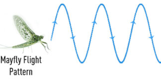 Pro Tips: How to Match the Hatch by Observing Flight Patterns